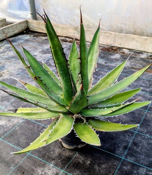 Agave MIX